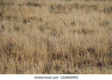 Dry grass growing in arid area of South African karoo