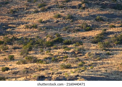 Dry grass growing on arid mountainside in the South African karoo