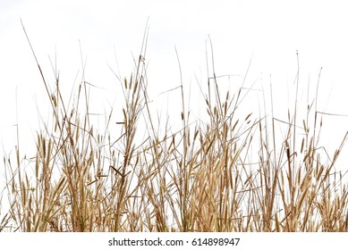 dry grass  isolated on white background