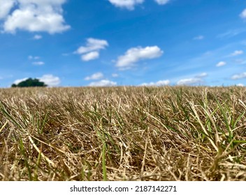 Dry Grass Land Farm Crop Drought