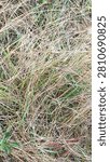 Dry grass, messy, blown by the wind.