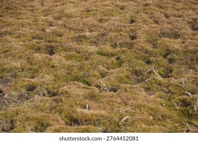 Dry Grass and Moss Patch