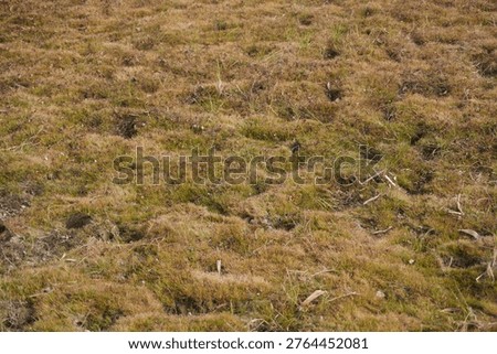 Dry Grass and Moss Patch