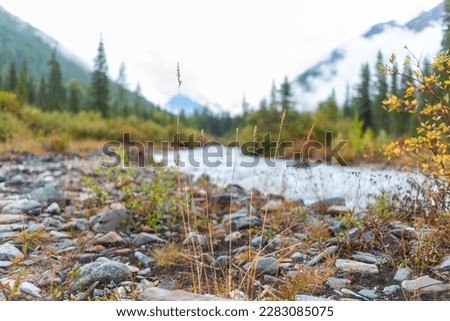 Dry grass near an alpine river with waves against a stone shore and a mountain with a spruce forest after a rain in the morning in Altai.