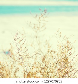 Dry grass on the beach. Close-up. Copy space - Shutterstock ID 1297070935