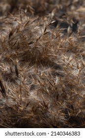 Dry grass on dark background, low key in pastel, neutral colors, reed layer, reed seeds. Beige reed grass, pampas grass. Abstract natural background. Minimal, stylish, trend, texture, selective focus