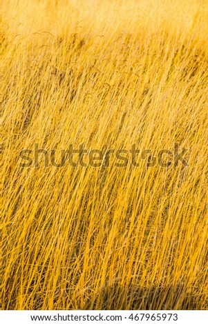 Similar – Beach grass at the Baltic Sea beach