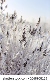 Dry Grass Pampas lake in winter.Branch plant is white with snow, ice frosty cold day.Golden reed shore lake in nature park, blue sky. Abstract natural background. Beautiful pattern with neutral color