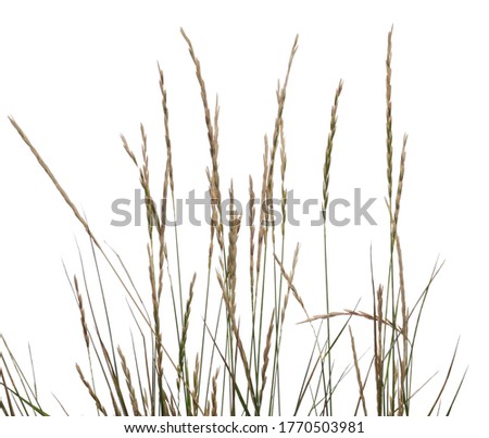 Similar – Image, Stock Photo grass Grass Green Bright