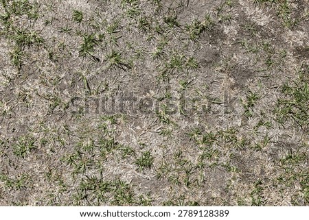 Dry grass and sparse vegetation texture. Drought affected ground surface. Patchy lawn background with soil and scattered green blades. Environmental stress concept on damaged yard.