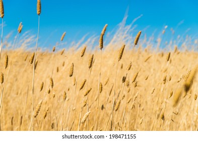 Dry grass in summer in the Australian bush in the Golden Plains Shire between Geelong and Ballarat.