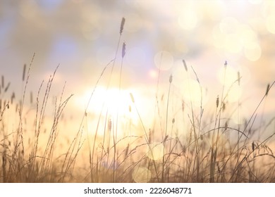 dry grass sun rays background wind nature landscape freedom