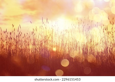 dry grass sun rays background wind nature landscape freedom