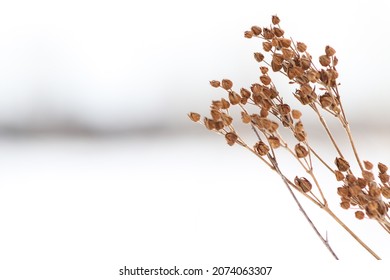 Dry Grass In A Winter Glade