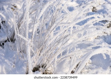 Dry grasses covered with snow in the freezing winter