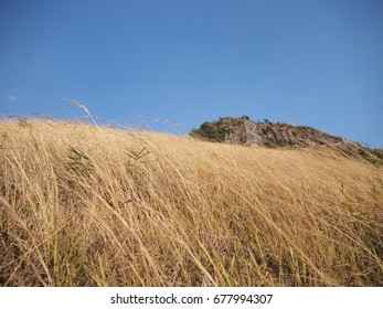 A Dry Grassland Against The Wind