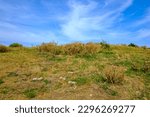 Dry grassland and cotton thistles on a hilltop under blue sky, near Hammershus Castle, at the northern tip of Bornholm Island, Denmark, Scandinavia, Europe.