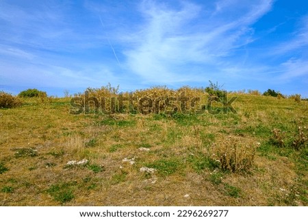 Dry grassland and cotton thistles on a hilltop under blue sky, near Hammershus Castle, at the northern tip of Bornholm Island, Denmark, Scandinavia, Europe.