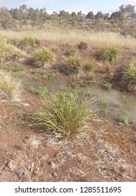 Dry Grasslands, Wyndham Vale, VIC, Australia. 