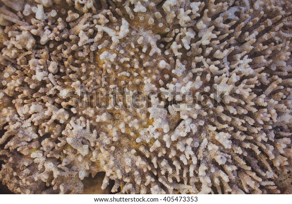dry gray sea
choral (coral) texture Ã?Â�lose
up