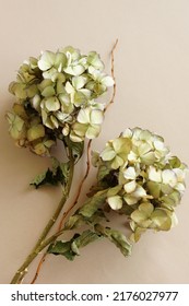 Dry Green Hydrangea Flowers Close Up On Beige Background  Top View.  Floral Card.poster