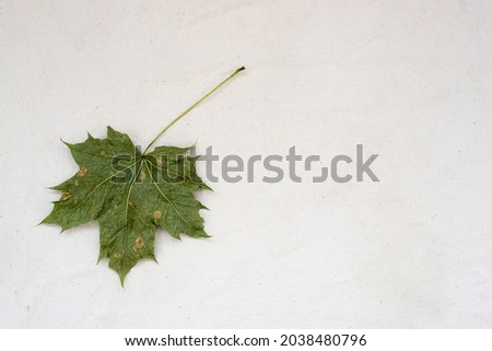 Dry green maple leaf on white gunny fabric. Environmental marketing disinformation. Greenwashing, ecology, bionomics concept.