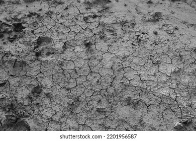 Dry Ground Of Texas Drought With Cracks In Dirt.