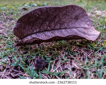 dry guava leaves, on green grass - Shutterstock ID 2362738111