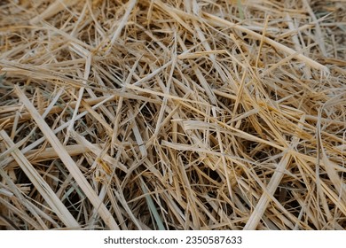 dry haystack.  Reeds background and texture.