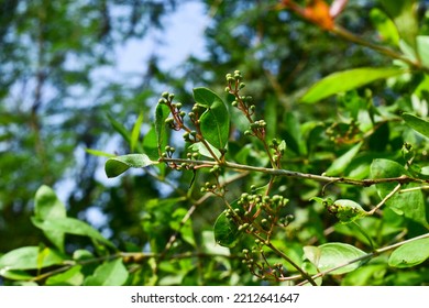 Dry Henna Lawsonia Inermis Balls Seeds Stock Photo 2212641647 ...