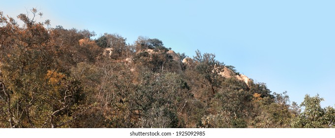 Dry hills in the area of the Deccan plateau, Semi-deciduous forests, scrub in winter. India