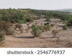 Dry hilly landscape with sparse vegetation. There are scattered bushes and small trees across the terrain, with a denser forested area in the background. Semi-arid region highlighting nature contrast