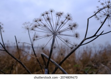Dry Hogweed In Autumn On The Riparian Zone
