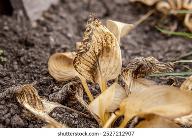 Dry hosta leaves in autumn. Twisted blackened leaves after frost - Powered by Shutterstock