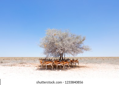 Dry hot day with sun in Etosha NP, Namibia. Herd of antelope springbok hidden  below the tree, in the shadow. Animal behaviour in the Africa. Savannah with blue sky. Group of springboks.