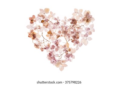 dry hydrangea