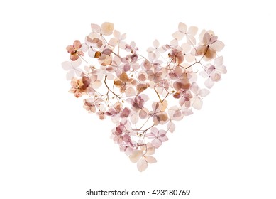 dry hydrangea