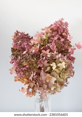 Dry Hydrangea, Pinky Winky, Quick Fire, Lime Lite in glass vase