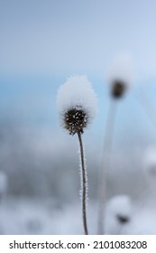 Dry Inflorescences Of Blanket Flower Are Covered With Snow. Frost On The Stems. Dry Wildflowers Under The Snow. Background Of Blue Sky. Winter. Outdoor. Blurred Background. Selective Focus