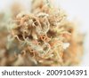 cannabis inflorescence plant