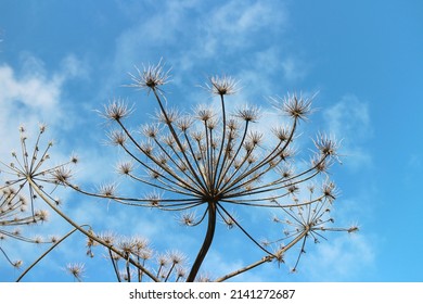 Dry Inflorescences Of Giant Cow Parsnip Plant Against The Blue Sky