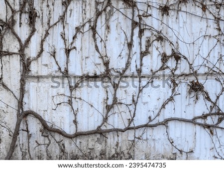 Similar – Image, Stock Photo Ivy Wall Environment