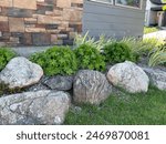 Dry laid boulder wall with perennial geranium clumps growing above the wall