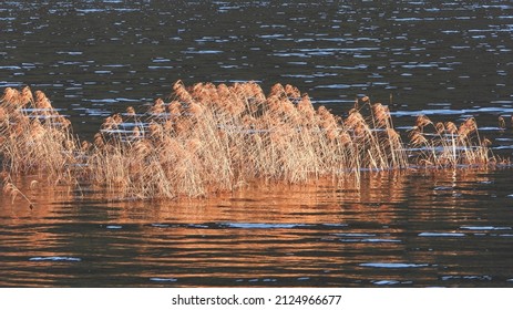 Dry Lake Weeds Reflected In The Water          