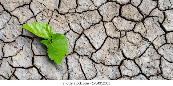 Dry land, Global warming and climate change concept. A new life start with the sprout of green leaves Recovery of the Nature.