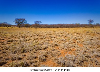 Dry Landscape With The Blue Sky Of The Northeastern Sertão, In The Brazilian Caatinga.