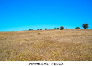 Dry Landscape With Wild Flowers.