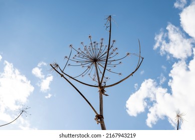 403 Dry giant hogweed Images, Stock Photos & Vectors | Shutterstock