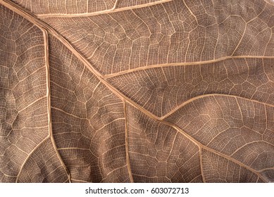 dry leaf