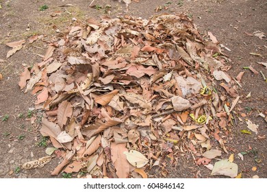 Dry leaf
